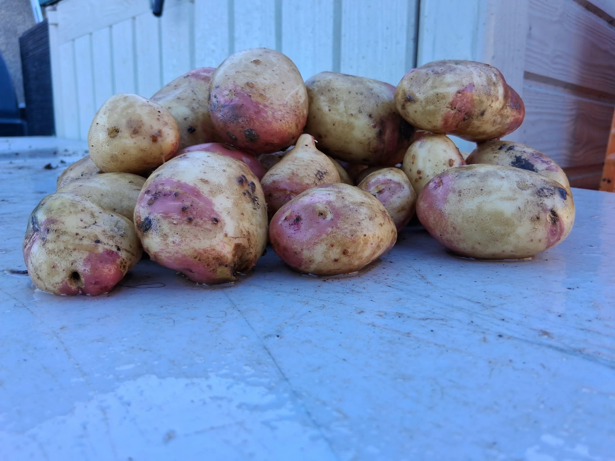 Potatoes - King Edward