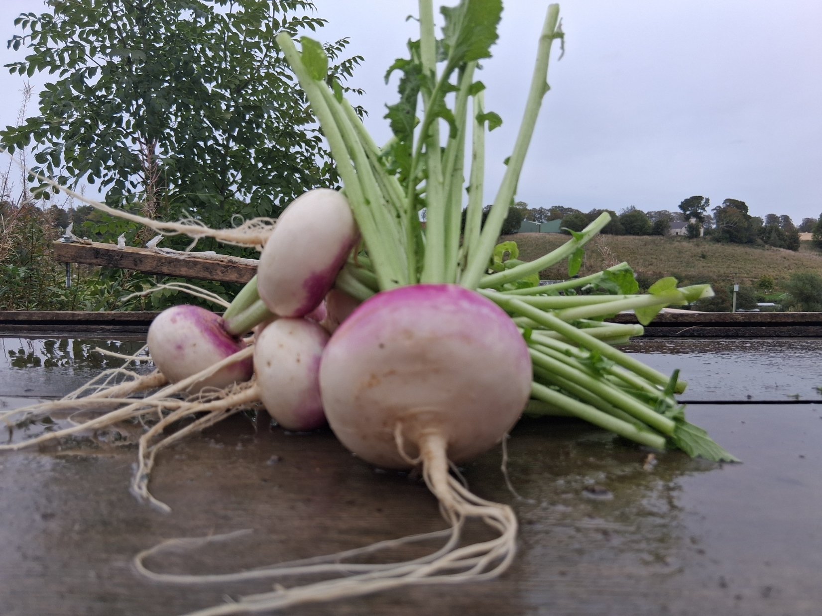 Purple Top Turnips