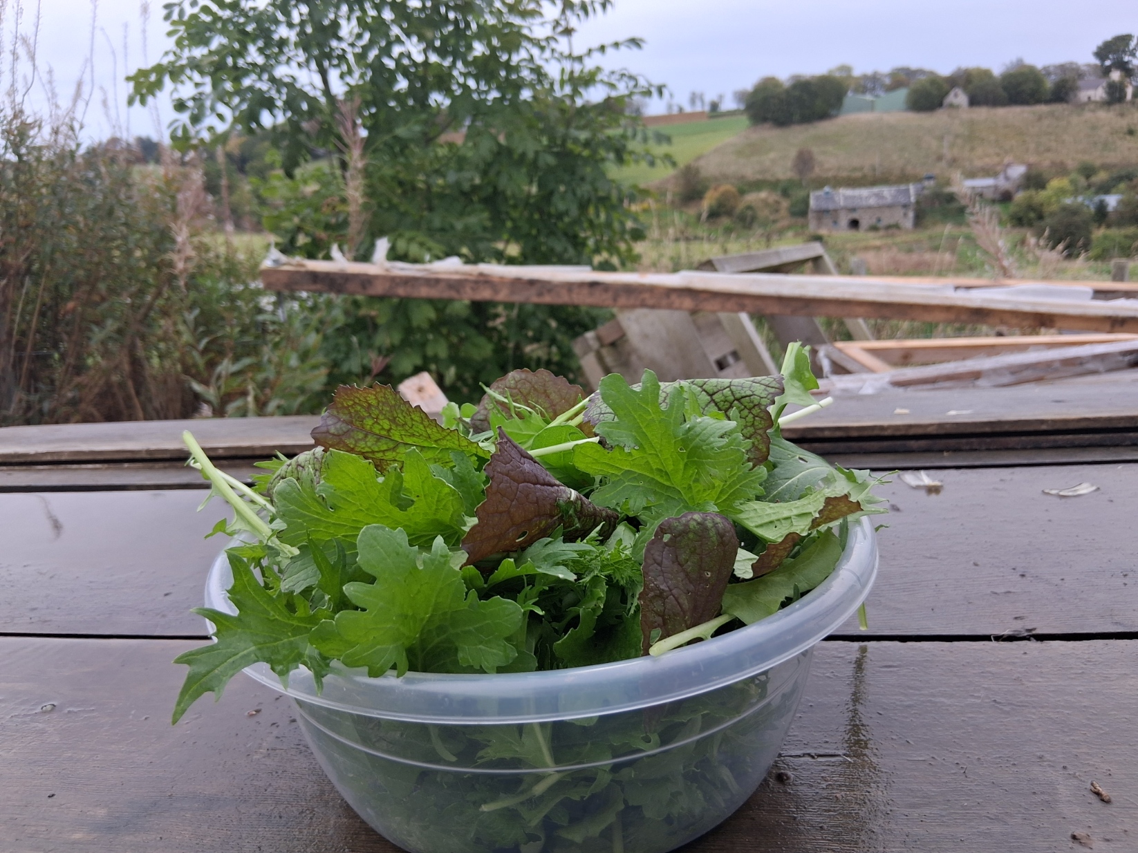 Spicy Salad Leaves