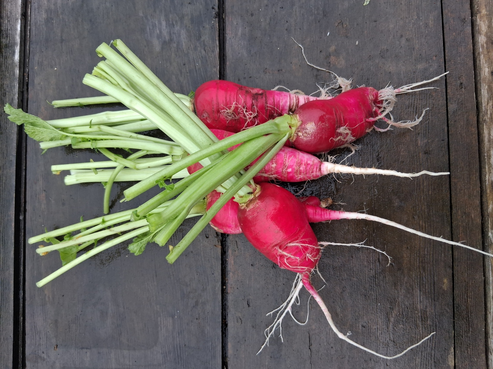 Winter Radish